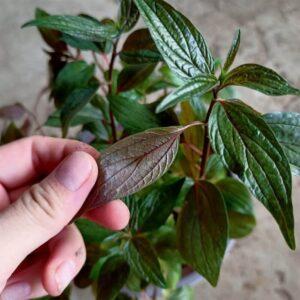 cây thuốc dân gian phổ biến