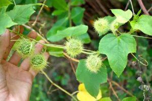 cây thuốc hỗ trợ giấc ngủ