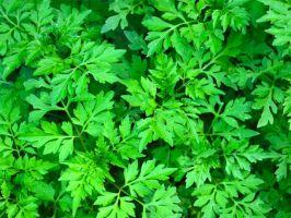 cây thuốc hữu cơ