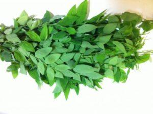 cây thuốc nam trồng tại nhà
