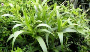 cây thuốc tăng đề kháng