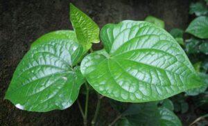 cây thuốc thanh lọc cơ thể