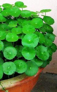 cây thuốc thanh lọc cơ thể