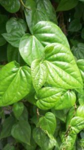 cây thuốc thanh lọc cơ thể