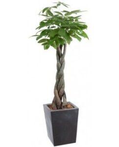 cây xanh cho người bận rộn
