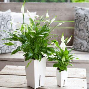 cây xanh cho người bận rộn