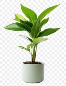 cây xanh dễ trồng