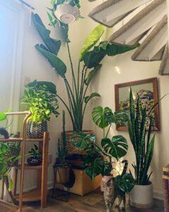 cây xanh decor TikTok