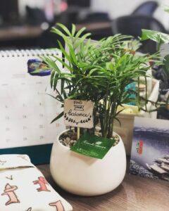 cây xanh decor TikTok