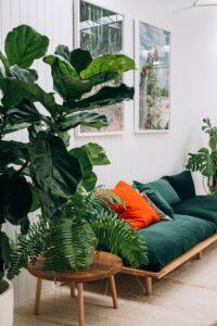 cây xanh decor nội thất