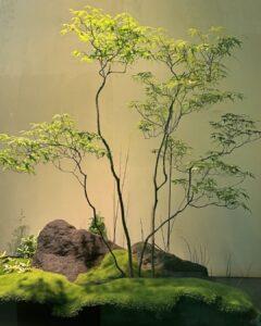 cây xanh detox