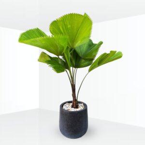 cây xanh detox