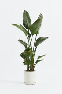 cây xanh detox