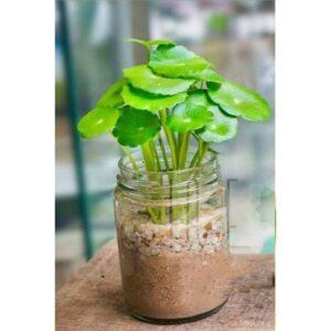 cây xanh detox không khí
