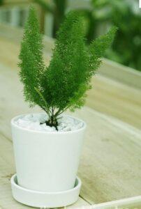 cây xanh giảm căng thẳng