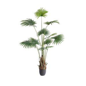 cây xanh hút bụi mịn