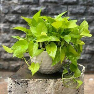 cây xanh hút độc tố