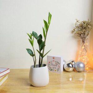 cây xanh làm quà tặng sức khỏe