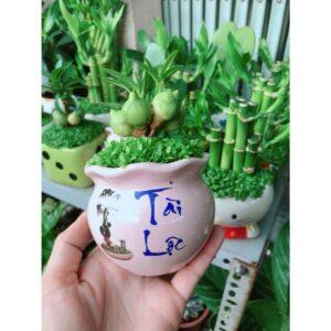cây xanh làm quà tặng sức khỏe