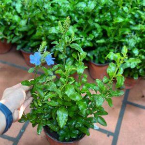 cây xanh mang năng lượng tích cực