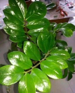 cây xanh mang năng lượng tích cực