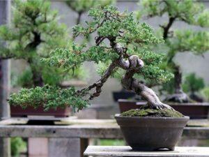 cây xanh mang năng lượng tích cực