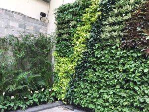 cây xanh mang năng lượng tích cực