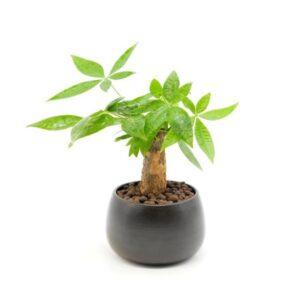 cây xanh mini dễ chăm
