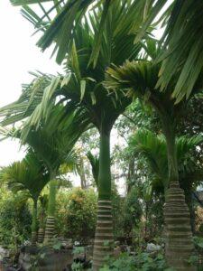 cây xanh organic