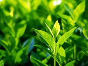 cây xanh organic