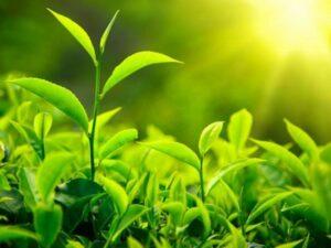 cây xanh organic