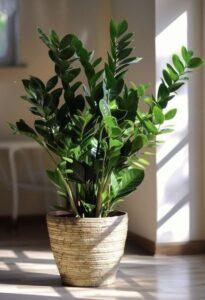 Cây xanh phòng ngủ – Xu hướng