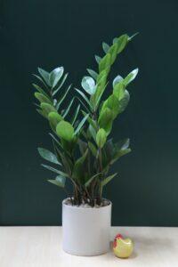 Cây xanh phòng ngủ – Xu hướng
