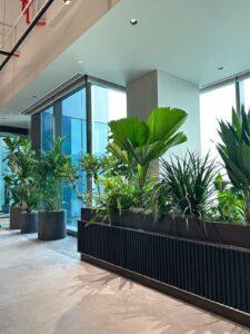 cây xanh phong cách sống 2025
