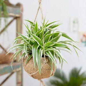 cây xanh phong thủy trong nhà