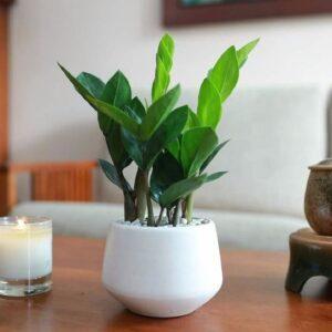 cây xanh quà tặng sức khỏe