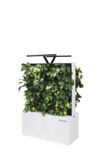 cây xanh smart home
