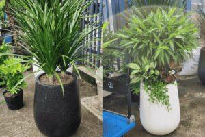 cây xanh sống bền vững