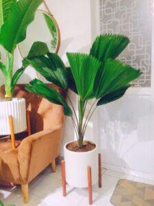 cây xanh sống bền vững