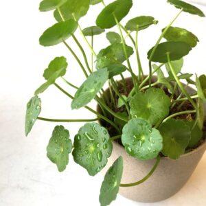 cây xanh sống bền vững
