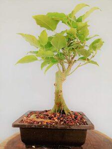 cây xanh tạo oxy ban đêm