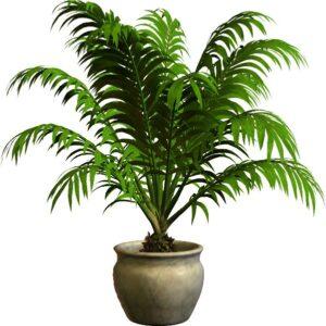 cây xanh tốt cho sức khỏe