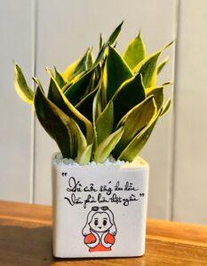 cây xanh trang trí bàn làm việc