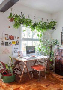 cây xanh trang trí studio