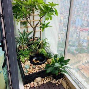 cây xanh trong căn hộ mini
