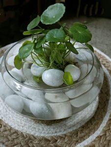 cỏ đồng tiền trang trí