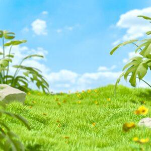 cỏ mầm non trang trí