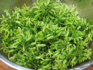 cỏ thiên lý trang trí