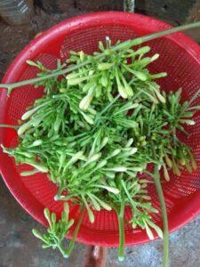 cỏ thiên lý trang trí