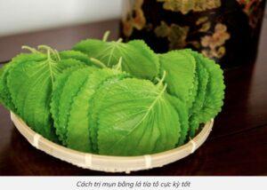cỏ tía tô cảnh